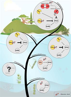 Evolution of Abscisic Acid Signaling Module and Its Perception